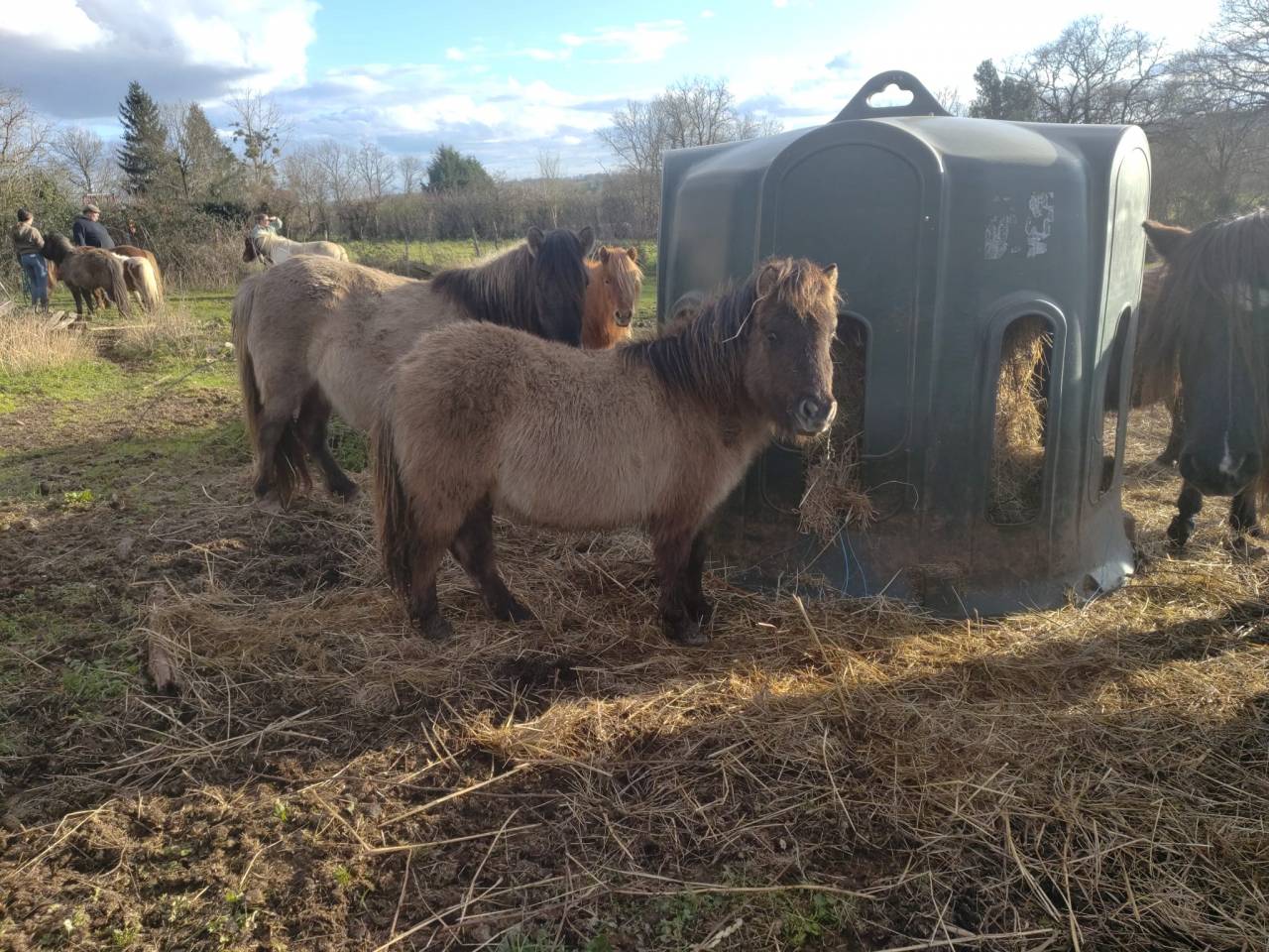 Veulen (ml) Bekend ras Te koop 2025 Muisgrijs ,  SLOUP STARQUETAN