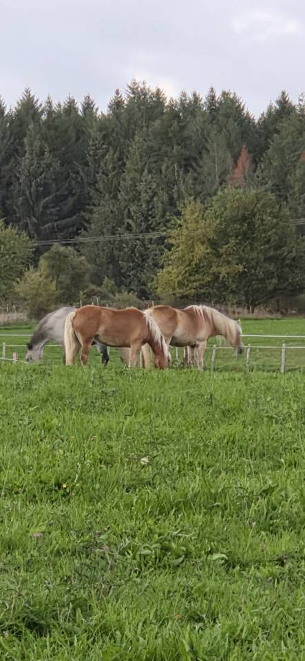 Merrie Haflinger Te koop 2010 Vos