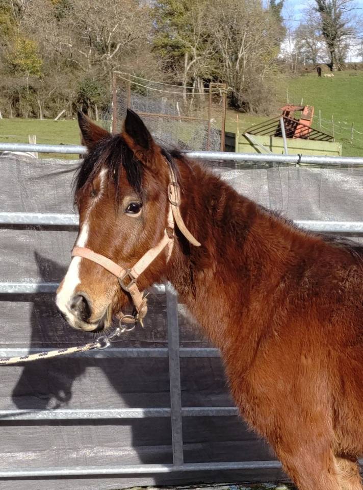 Merrie New Forest Te koop 2022 Donker bruin / bai ,  FURY D'ARQUETAN