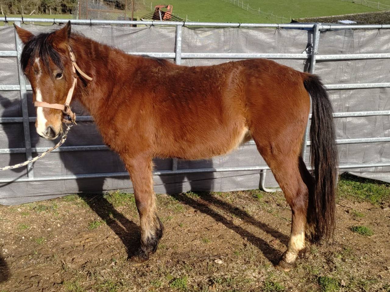 Merrie New Forest Te koop 2022 Donker bruin / bai ,  FURY D'ARQUETAN