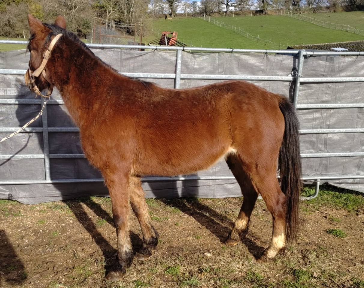 Merrie New Forest Te koop 2022 Donker bruin / bai ,  FURY D'ARQUETAN