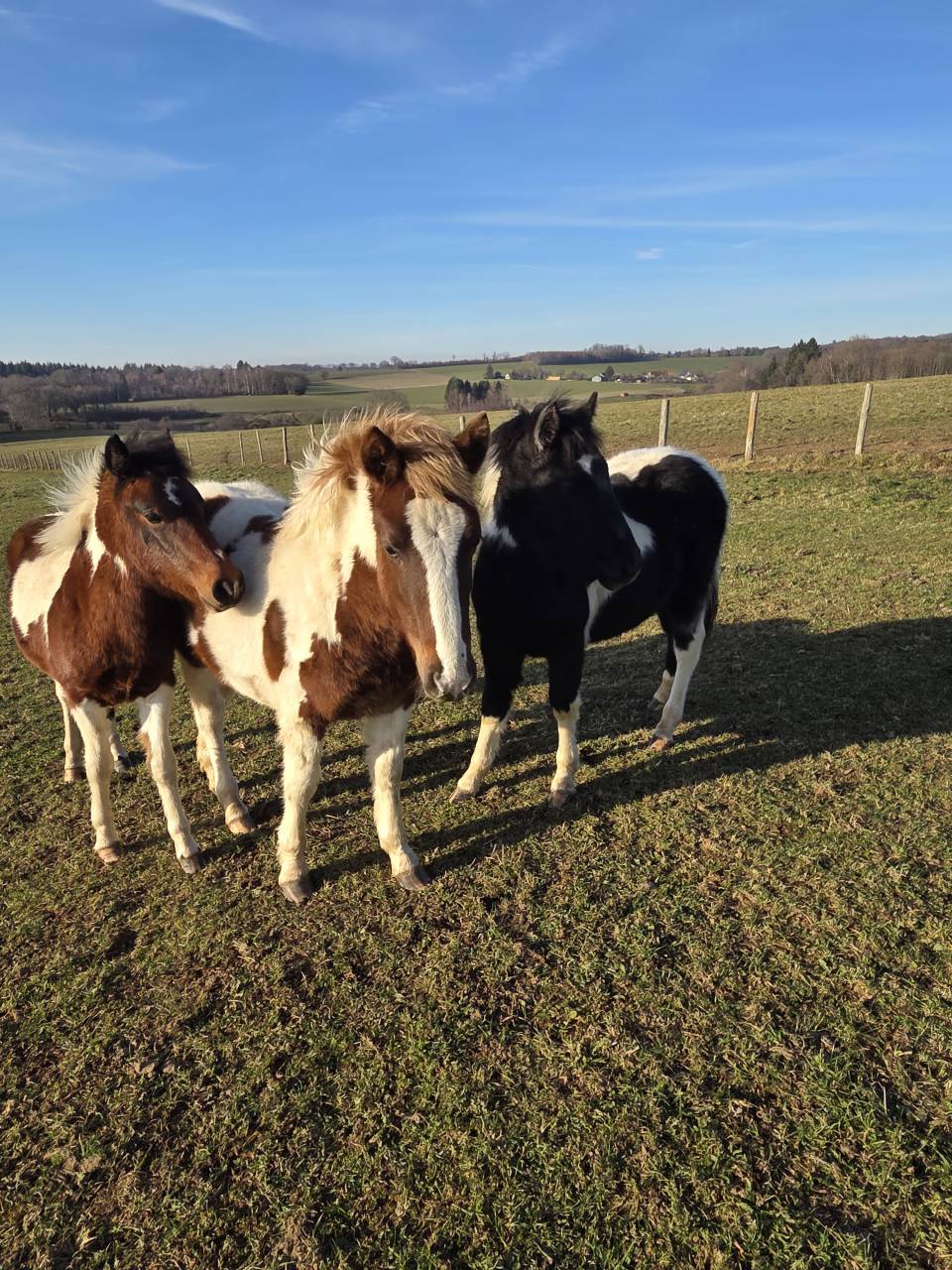 Veulen (ml) Bekend ras Te koop 2025 Bont