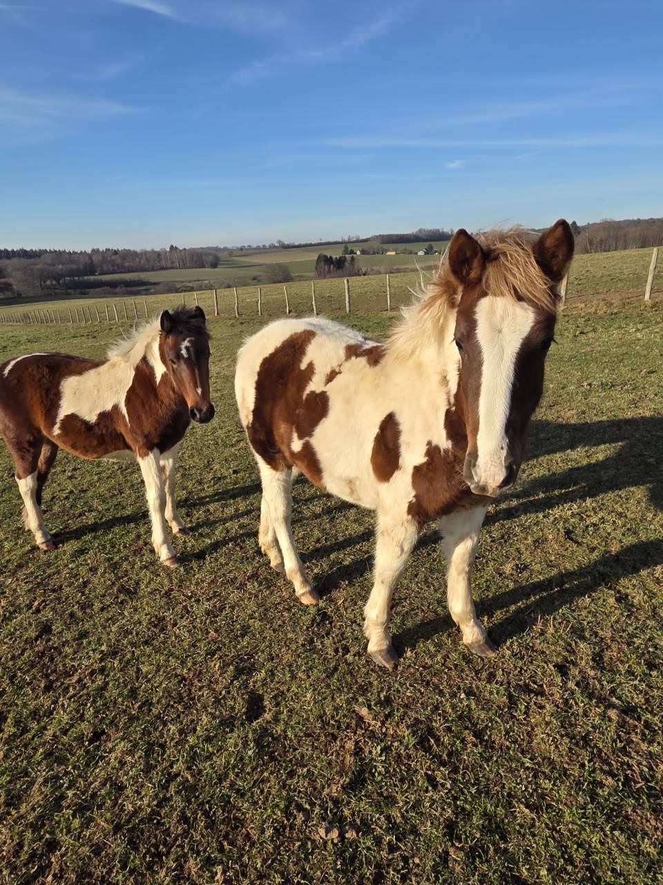 Veulen (ml) Bekend ras Te koop 2025 Bont