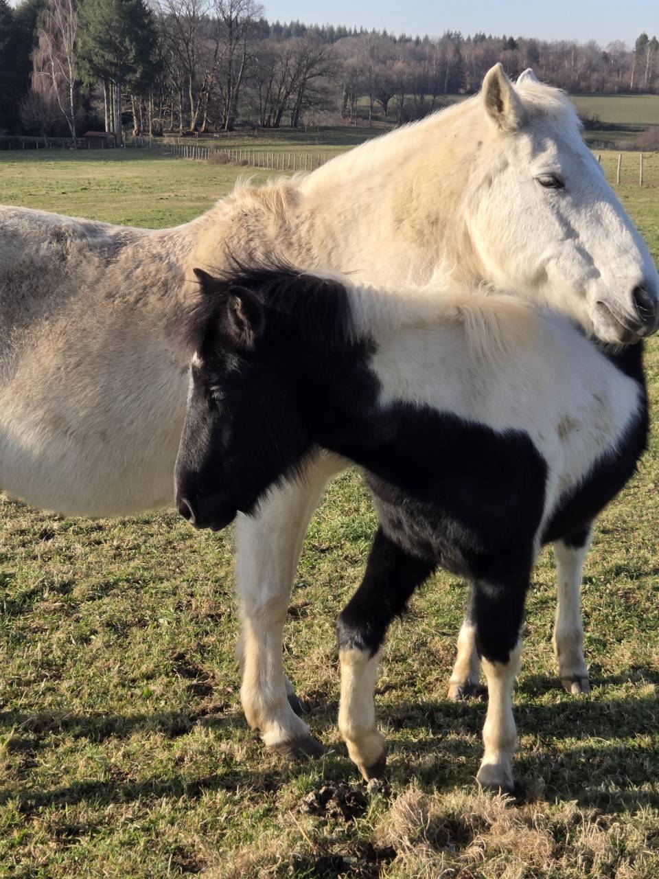 Veulen (ml) Bekend ras Te koop 2025 Bont