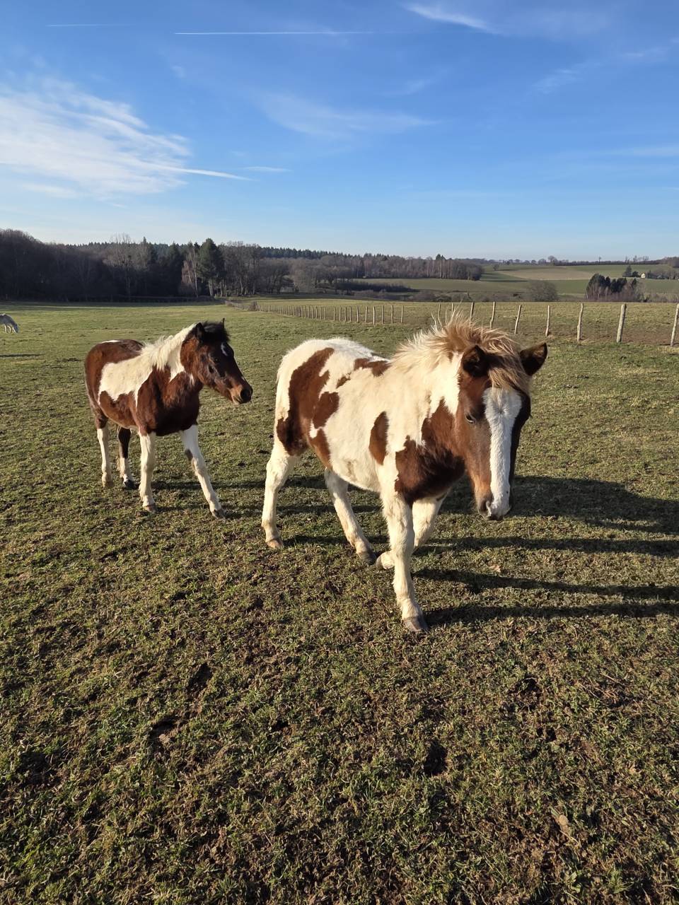 Veulen (ml) Bekend ras Te koop 2025 Bont