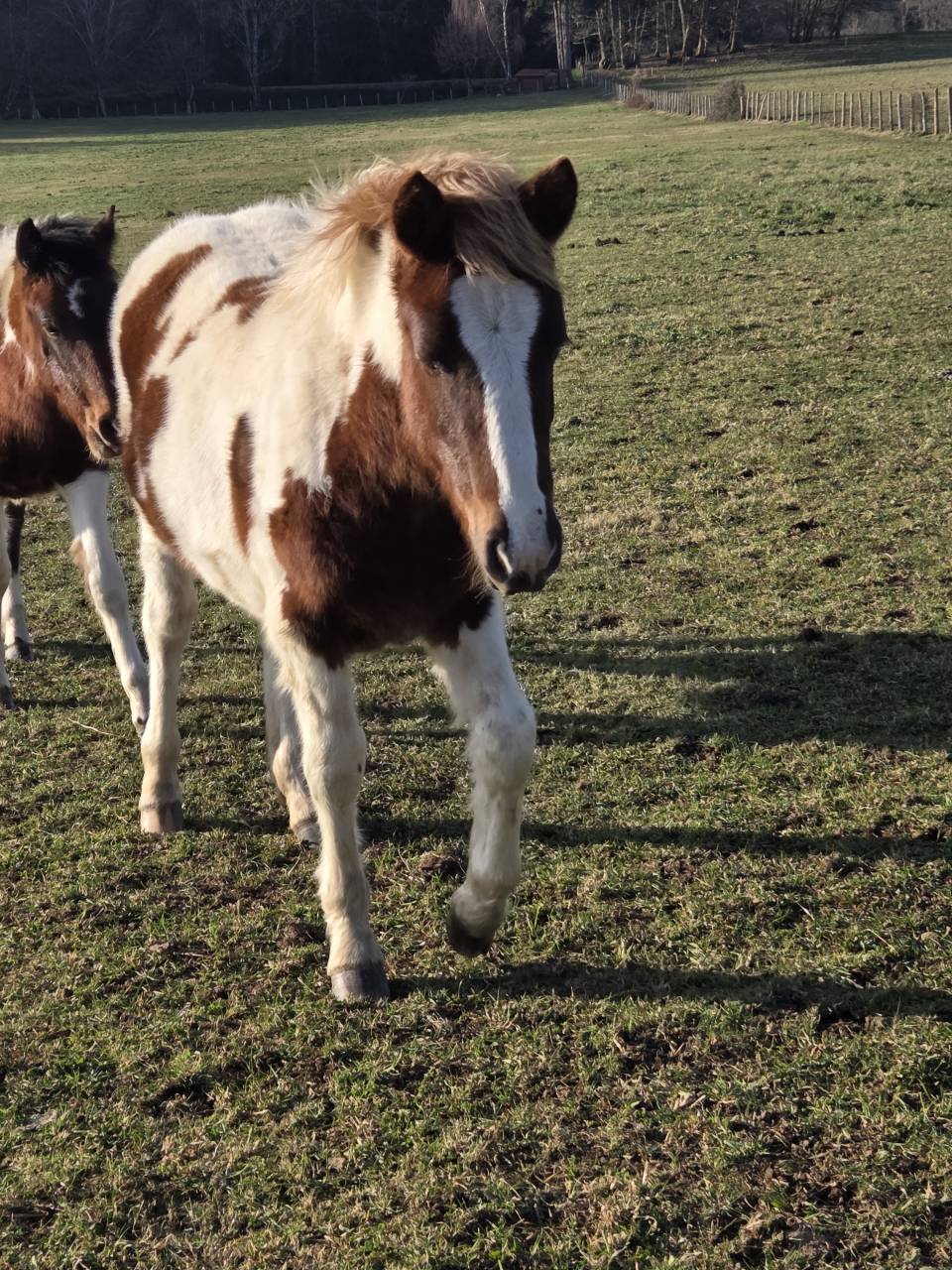 Veulen (ml) Bekend ras Te koop 2025 Bont