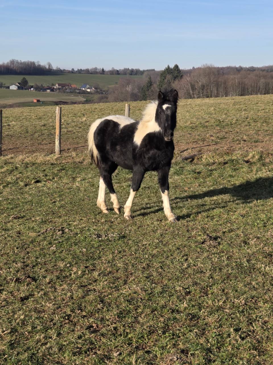 Veulen (ml) Bekend ras Te koop 2025 Bont