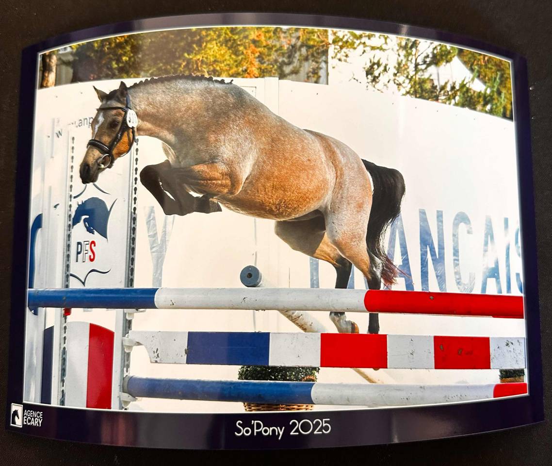 Ruin Welsh Partbred Te koop 2022 Isabel ,  Jynko de L'our&eacute;a