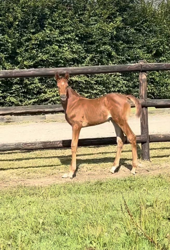 Veulen (vr) Selle Fran&ccedil;ais Te koop 2025 Vos