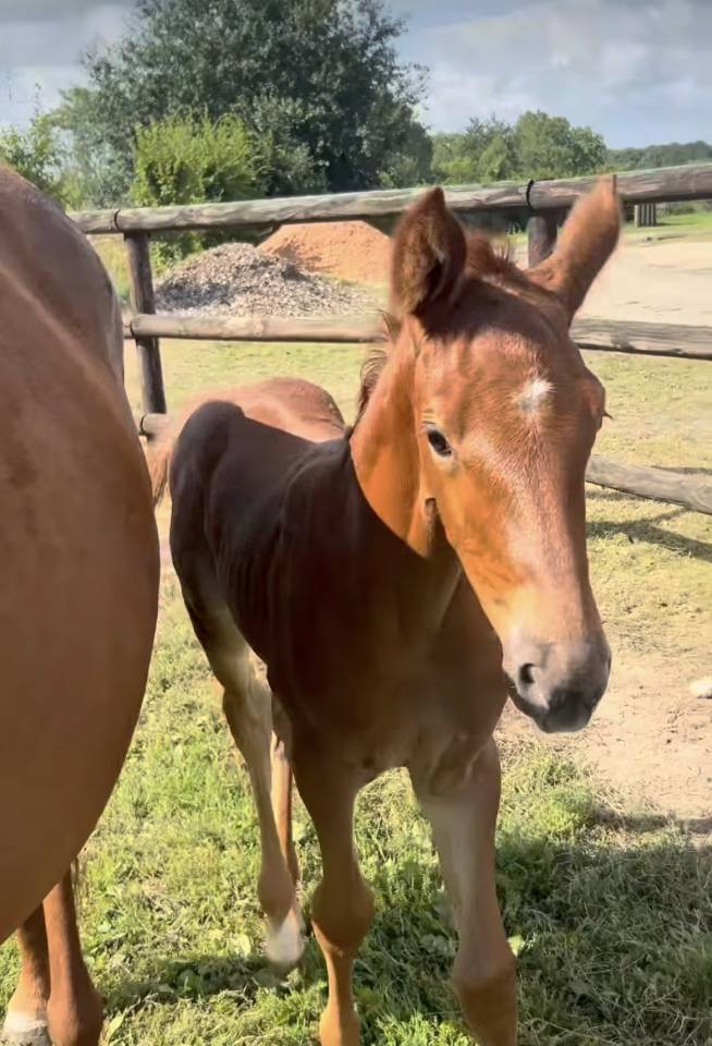 Veulen (vr) Selle Fran&ccedil;ais Te koop 2025 Vos