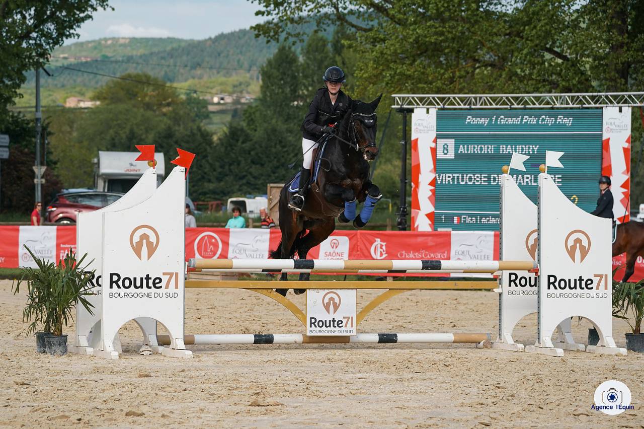 Hengst Connemara Te koop 2009 Bruin / Bai ,  BABY BOY DE RHONON