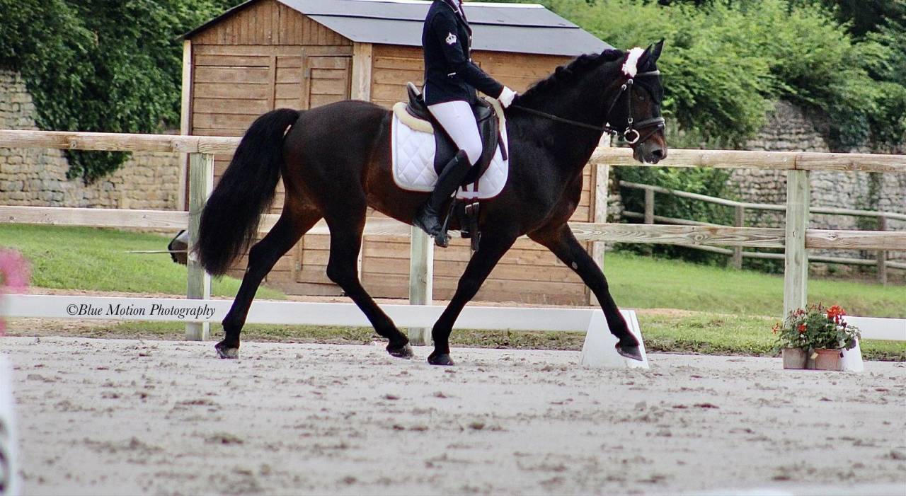 Hengst Connemara Te koop 2009 Bruin / Bai ,  BABY BOY DE RHONON