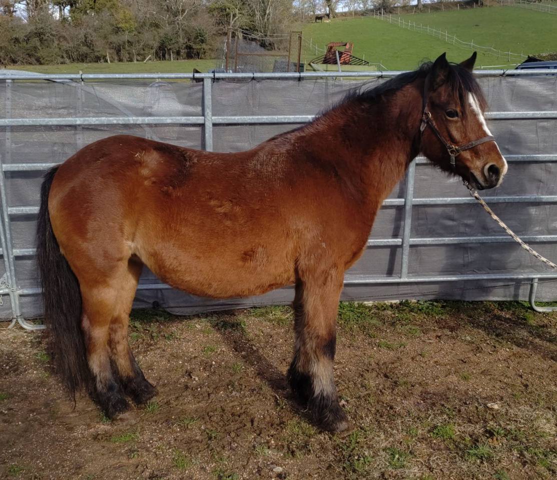 Draagmerrie Dartmoor Te koop 2013 Donker bruin / bai ,  ALEXANDRE SQUARE