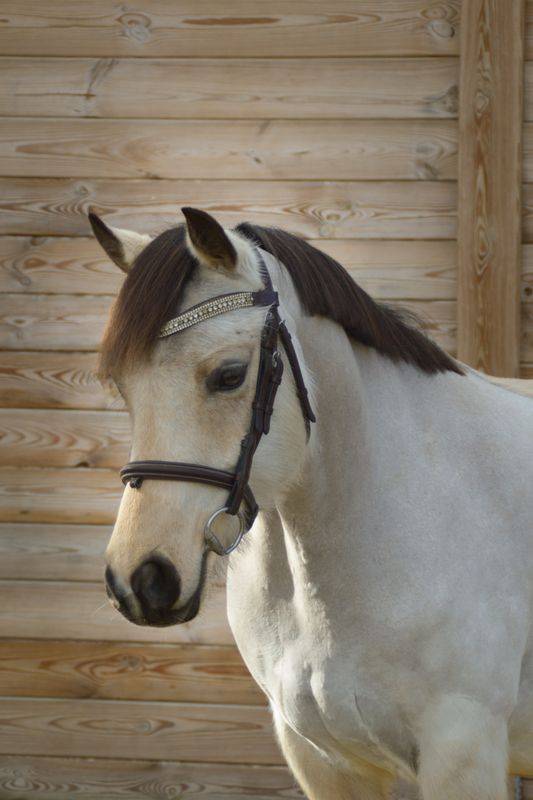 Merrie Welsh Partbred Te koop 2020 Isabel
