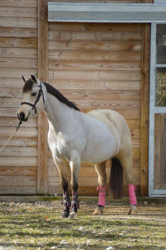 Merrie Welsh Partbred Te koop 2020 Isabel