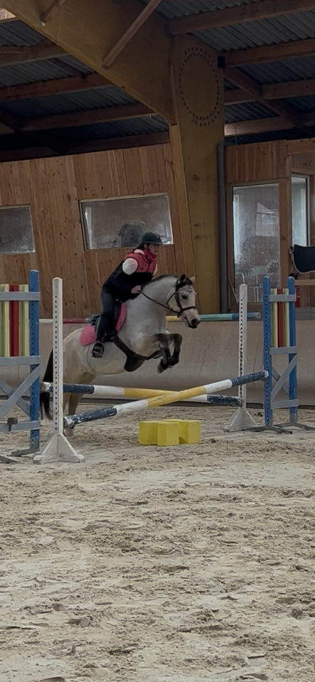 Merrie Welsh Partbred Te koop 2020 Isabel