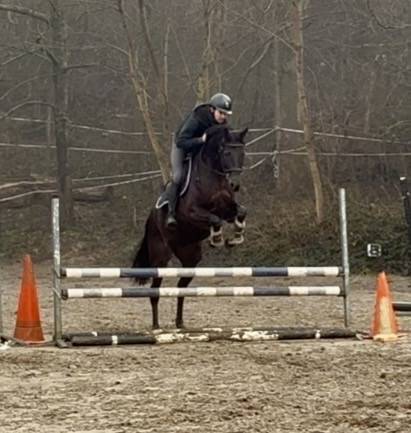 Merrie Westphalian Te koop 2019 Zwart