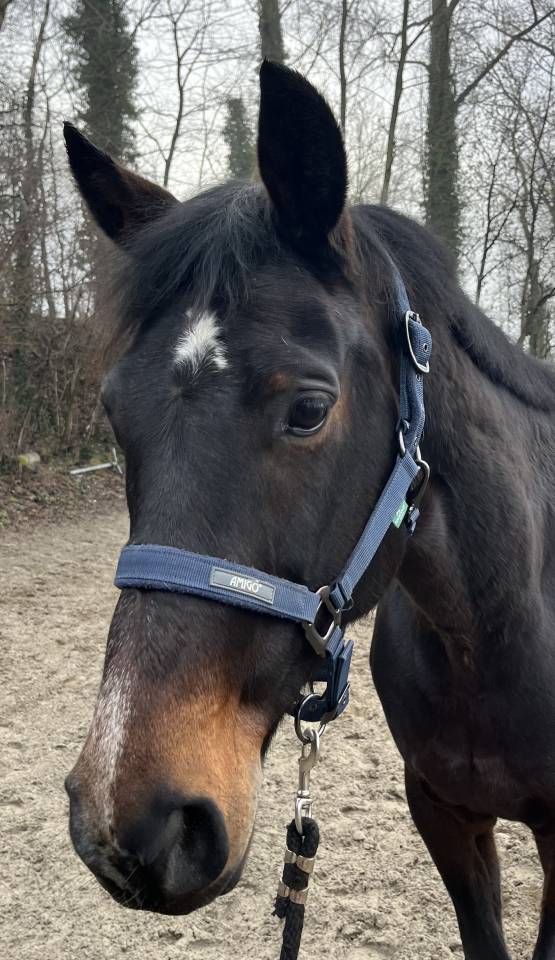 Merrie KWPN Nederlands sportpaard Te koop 2015 Bruin / Bai