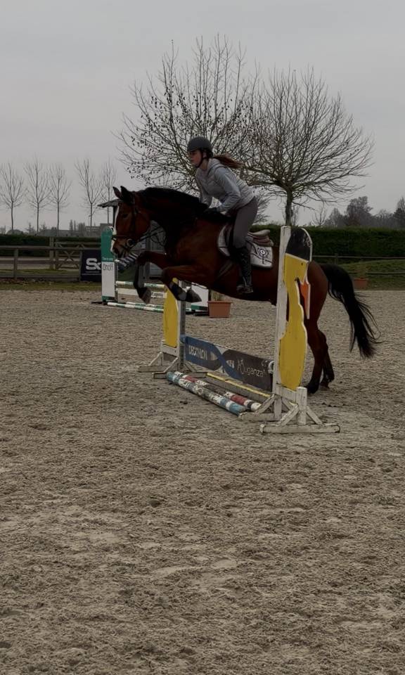 4,5 jarige springpaard van Kasanova de la pomme