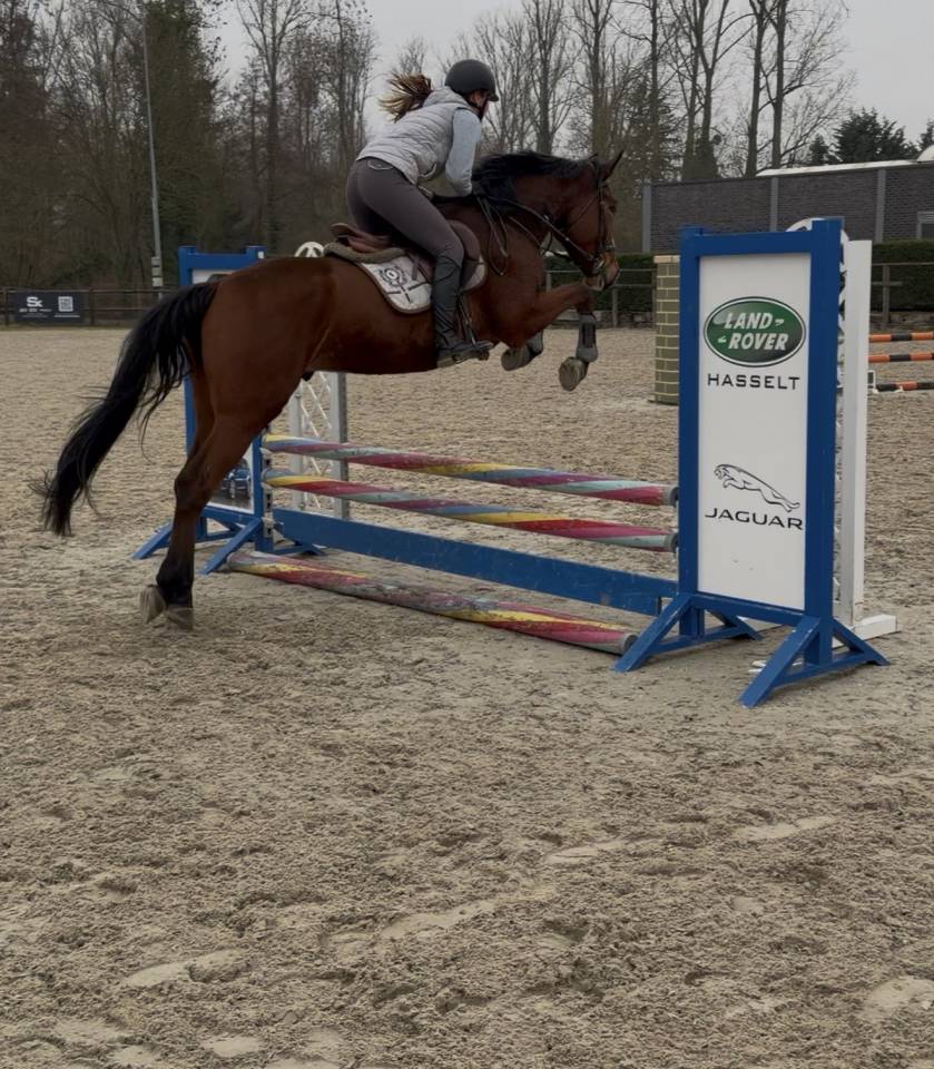 4,5 jarige springpaard van Kasanova de la pomme