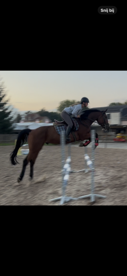 4,5 jarige springpaard van Kasanova de la pomme