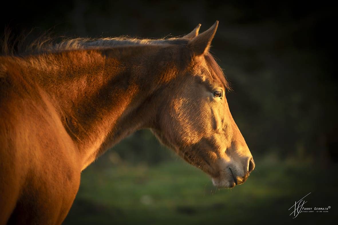 Merrie Welsh Partbred Te koop 2023 Donker bruin / bai ,  RUFUS ELVEY
