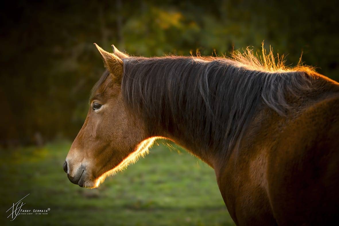 Merrie Welsh Partbred Te koop 2023 Donker bruin / bai ,  RUFUS ELVEY