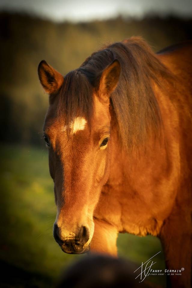 Merrie Welsh Partbred Te koop 2023 Donker bruin / bai ,  RUFUS ELVEY