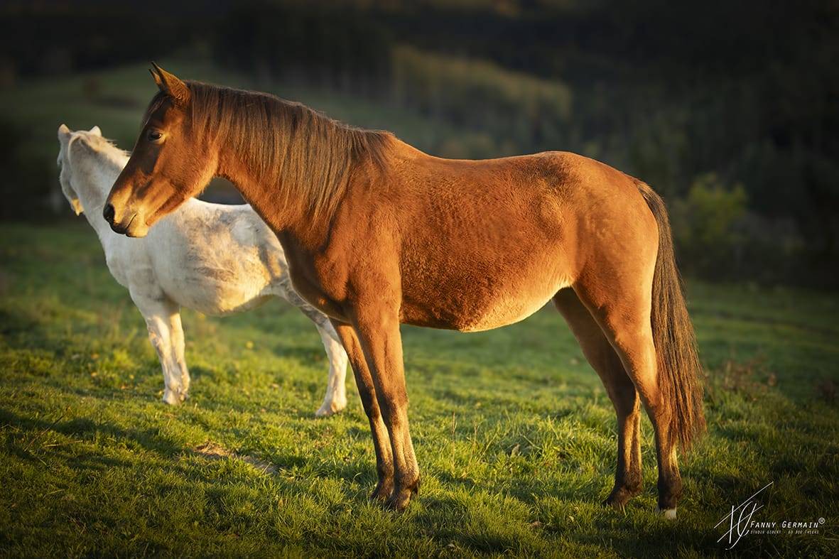 Merrie Welsh Partbred Te koop 2023 Donker bruin / bai ,  RUFUS ELVEY
