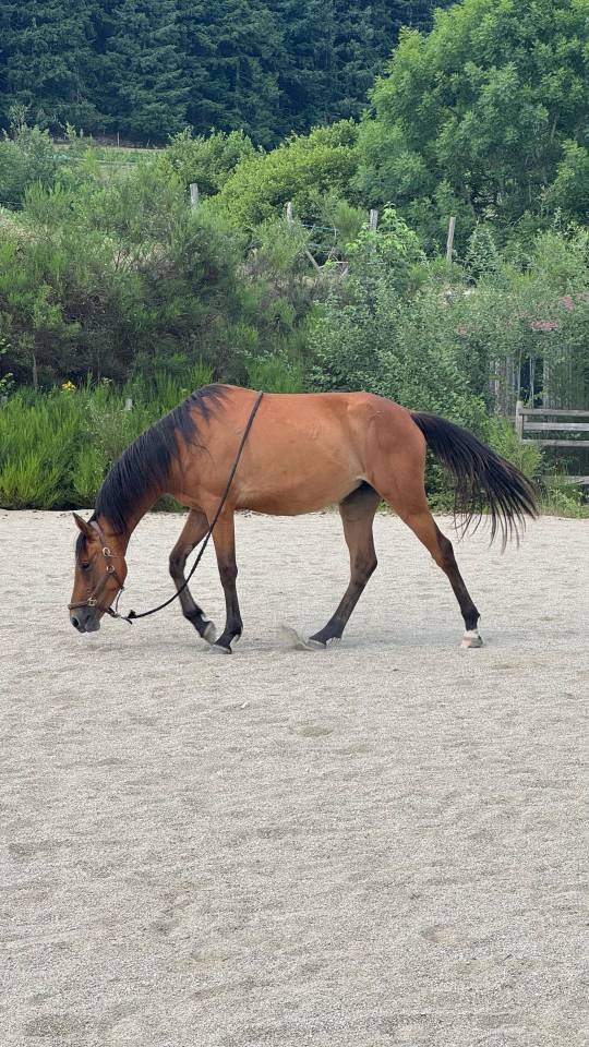 Merrie Welsh Partbred Te koop 2023 Donker bruin / bai ,  RUFUS ELVEY