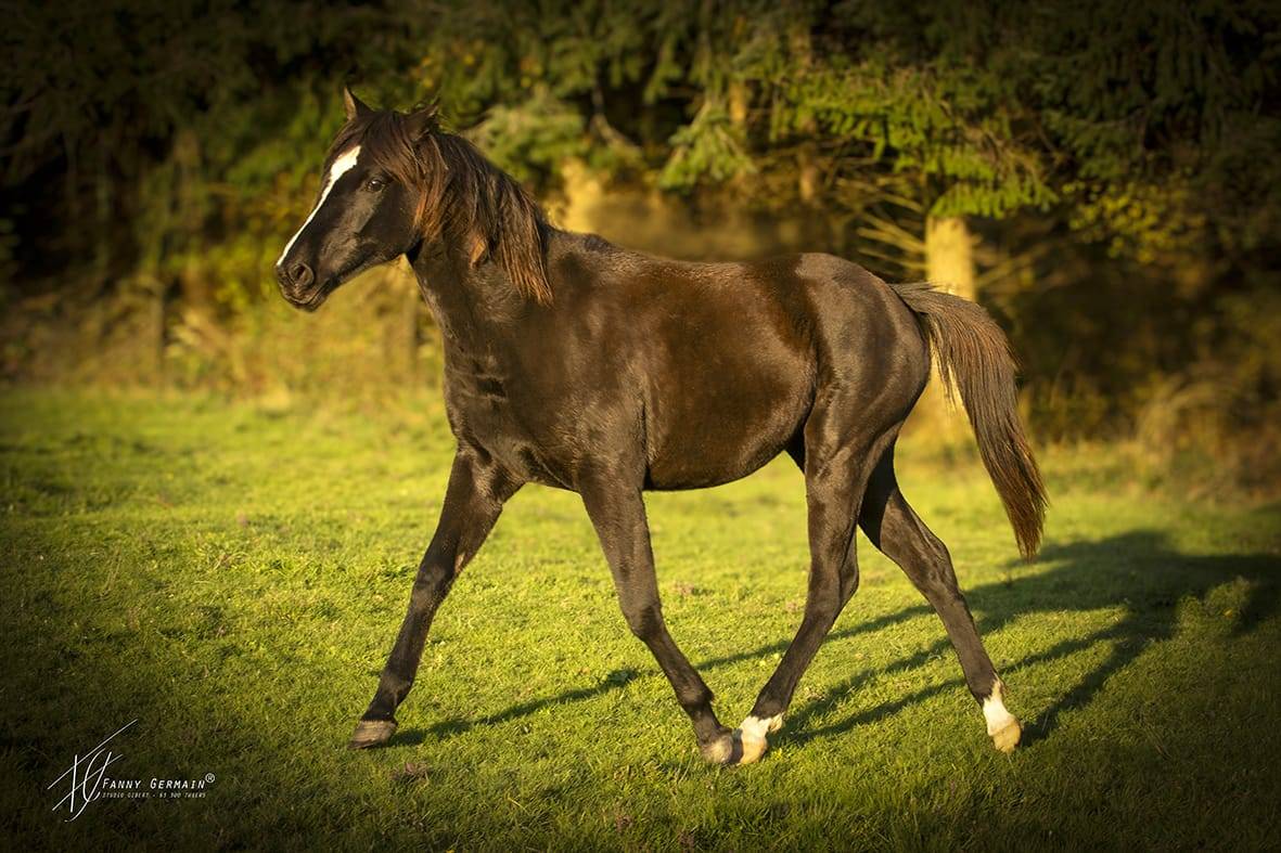 Veulen (vr) Welsh Partbred Te koop 2024 Bruin / Bai ,  RUFUS ELVEY