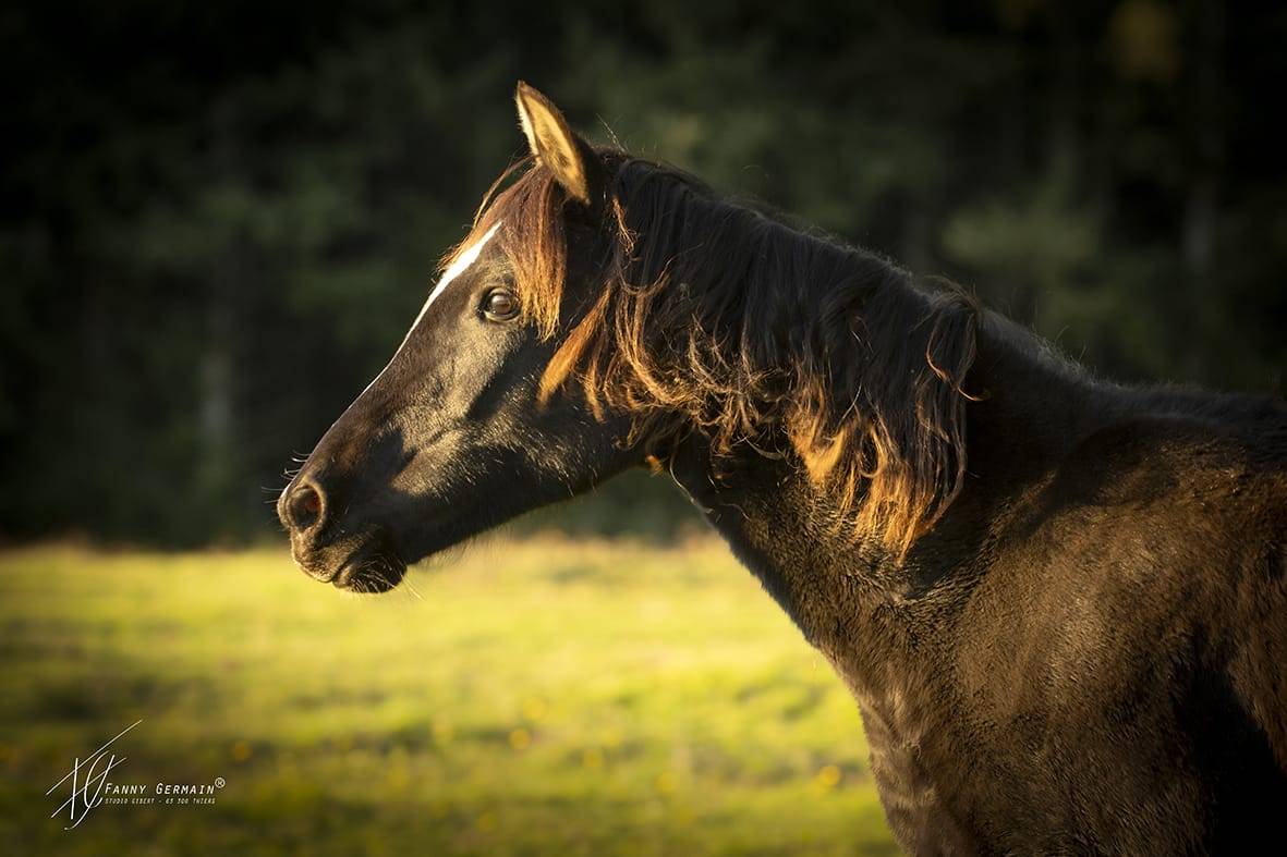 Veulen (vr) Welsh Partbred Te koop 2024 Bruin / Bai ,  RUFUS ELVEY