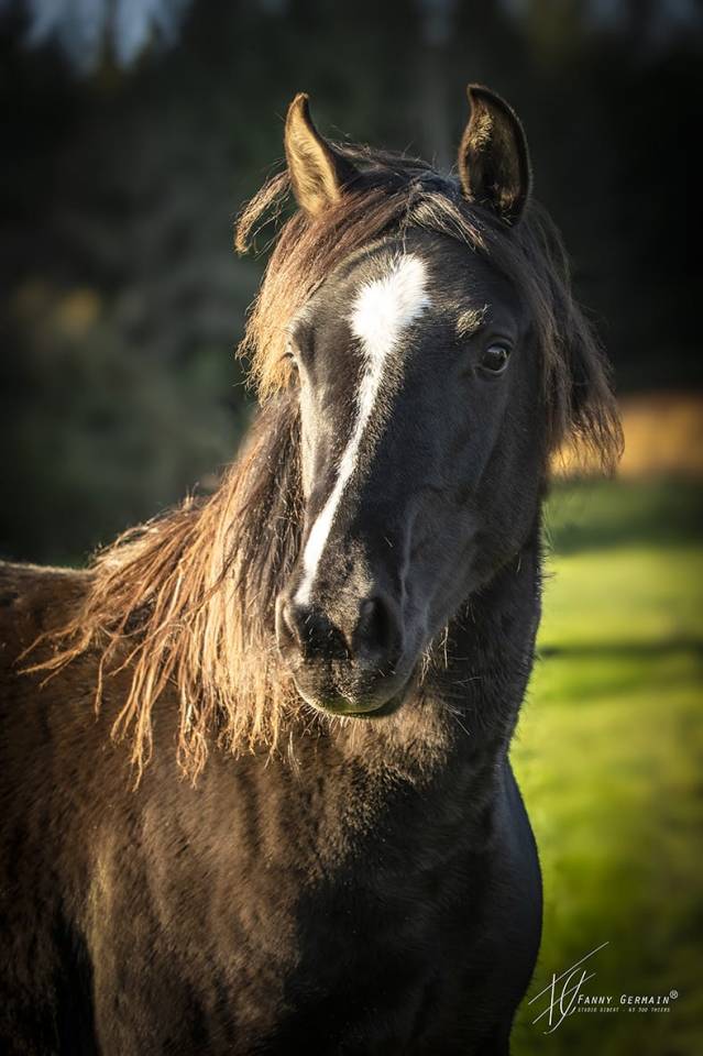 Veulen (vr) Welsh Partbred Te koop 2024 Bruin / Bai ,  RUFUS ELVEY