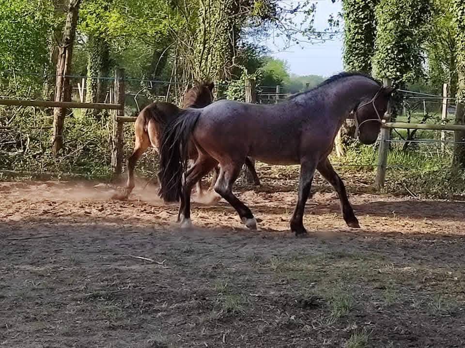 Dekhengst Ras onbekend Te koop 2011 Bruinroan