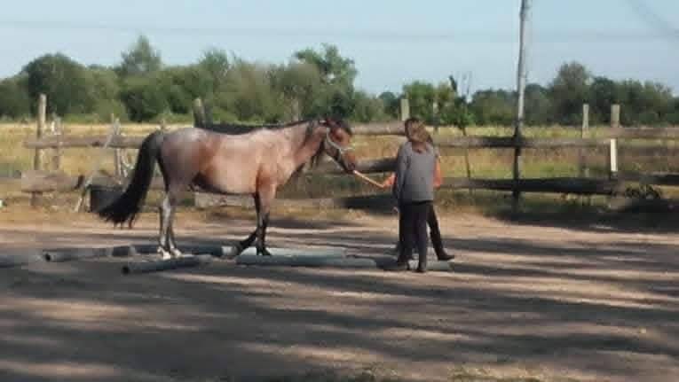 Dekhengst Ras onbekend Te koop 2011 Bruinroan