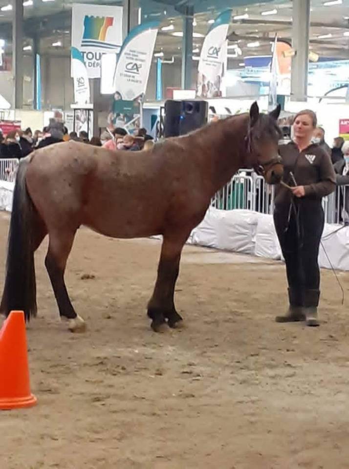 Dekhengst Ras onbekend Te koop 2011 Bruinroan