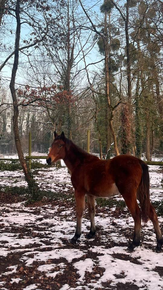 Dekhengst Ras onbekend Te koop 2011 Bruinroan