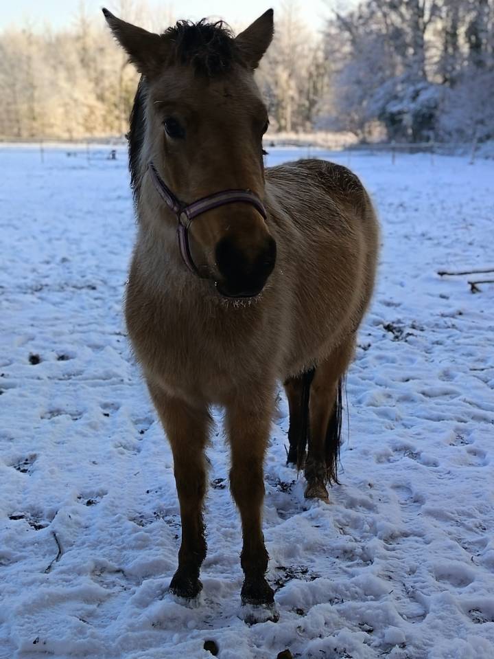 Dekhengst Ras onbekend Te koop 2011 Bruinroan