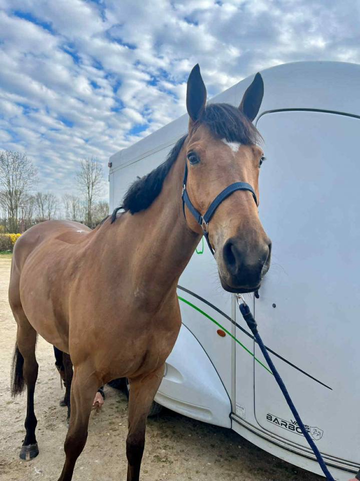 Merrie Selle Fran&ccedil;ais Te koop 2020 Donker bruin / bai ,  Romando de l'abbaye