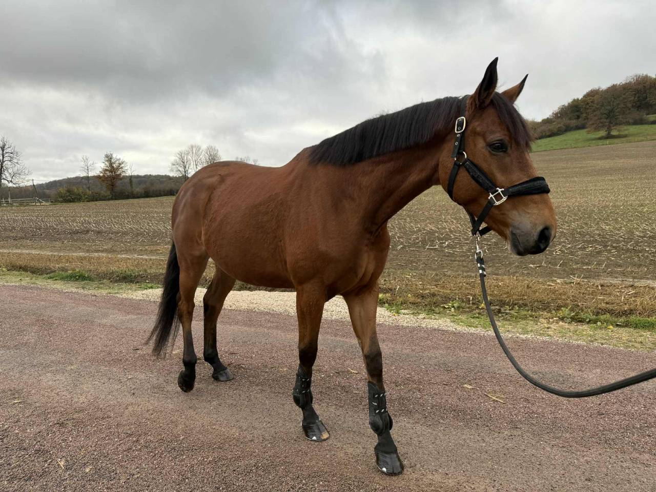 Merrie Selle Fran&ccedil;ais Te koop 2020 Donker bruin / bai ,  Romando de l'abbaye