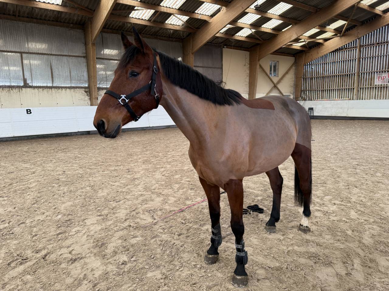 Ruin Selle Fran&ccedil;ais Te koop 2021 Donker bruin / bai ,  CANTURANO (DEU)