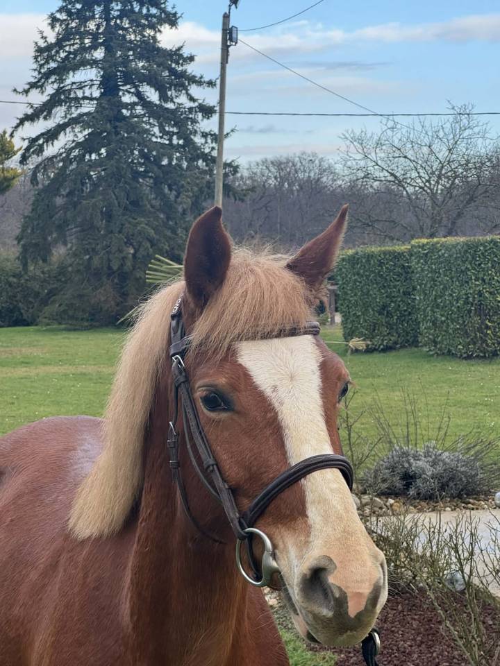 Merrie Welsh Partbred Te koop 2022 Lichte manen en staart ,  Topas de corcelettes