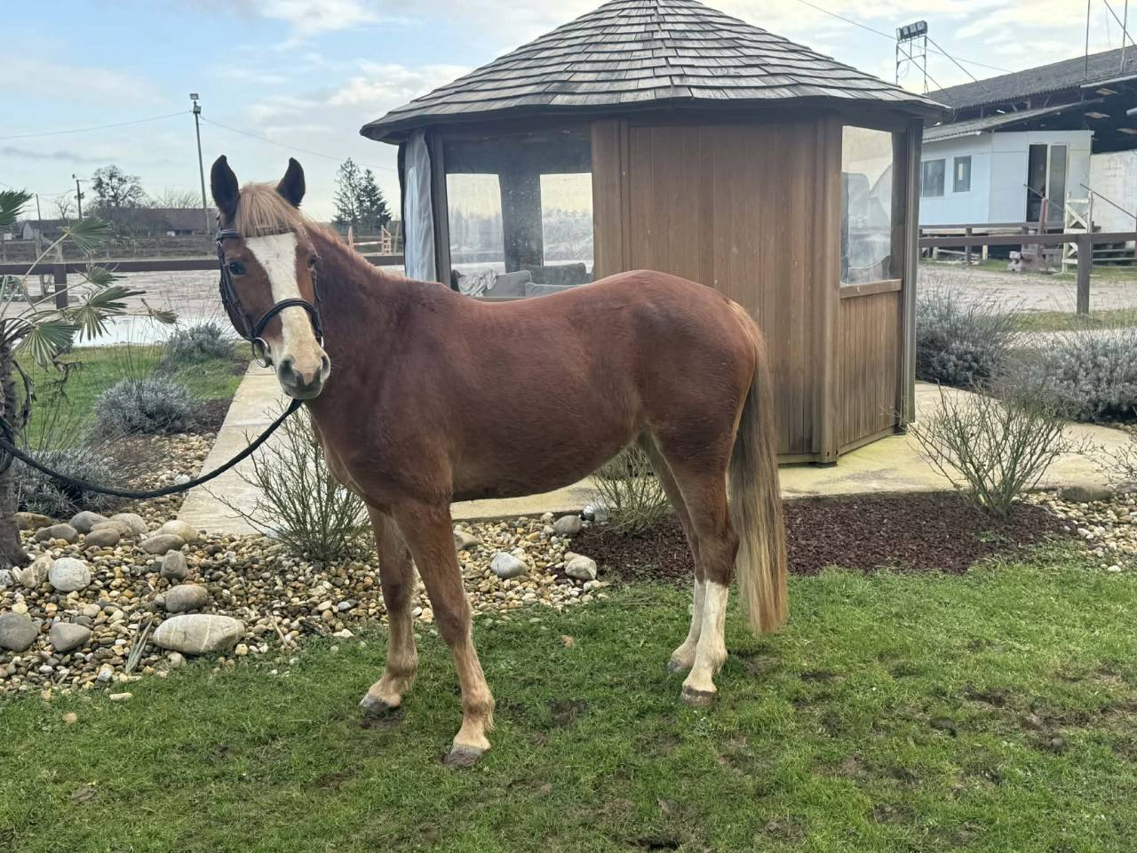 Merrie Welsh Partbred Te koop 2022 Lichte manen en staart ,  Topas de corcelettes