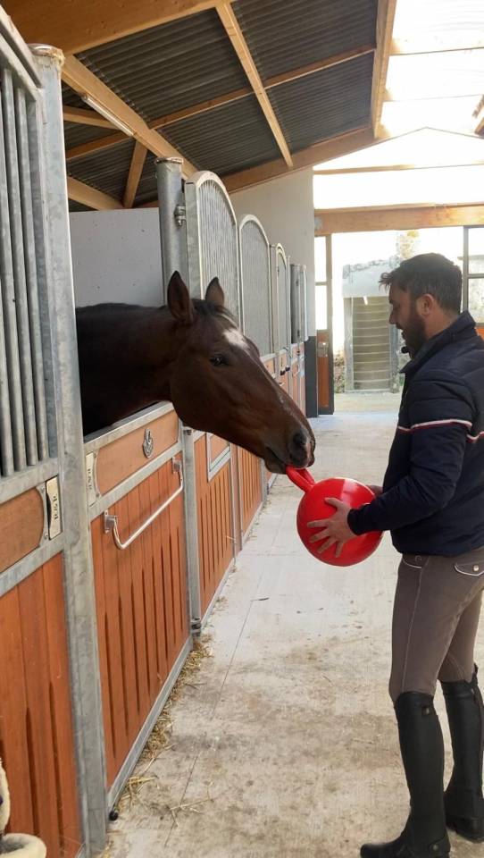 Ruin Selle Fran&ccedil;ais Te koop 2020 Donker bruin / bai ,  Saigon Rouge.