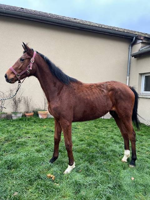 Veulen (vr) Volbloed Te koop 2023 Donker bruin / bai ,  TIGER GROOM