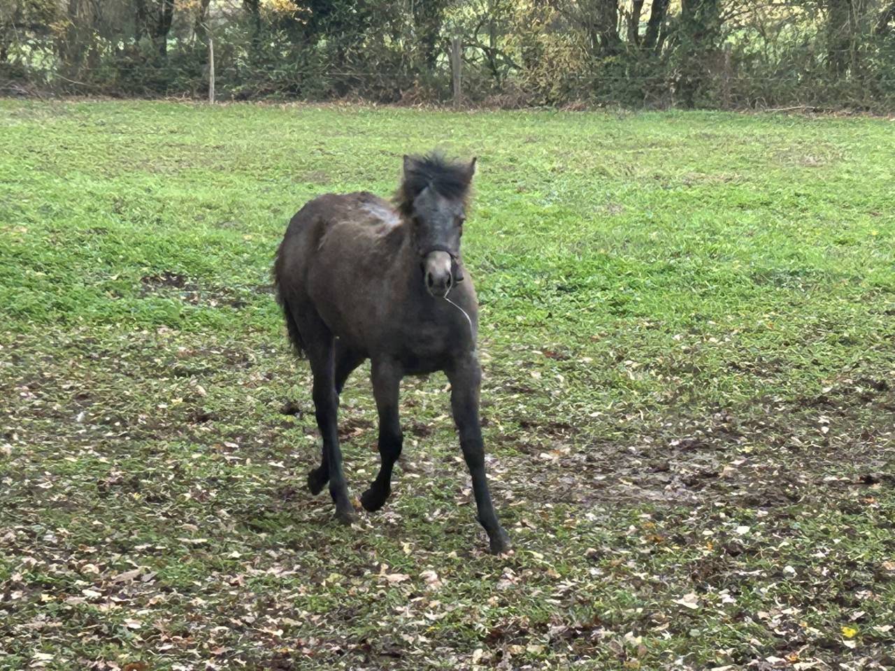 Merrie Franse rijpony PFS Te koop 2025 Schimmel