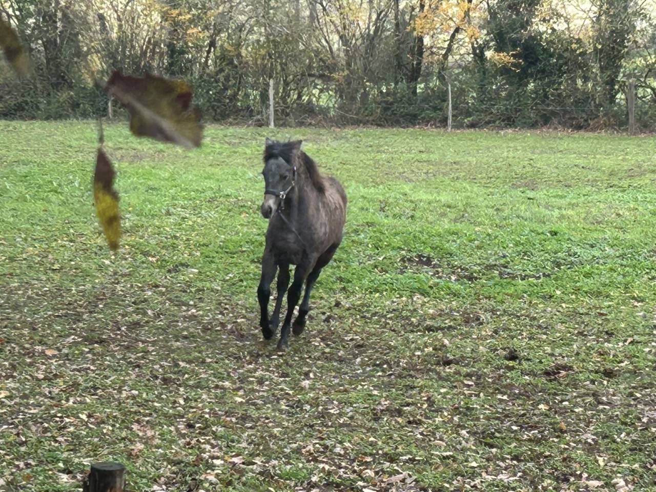 Merrie Franse rijpony PFS Te koop 2025 Schimmel