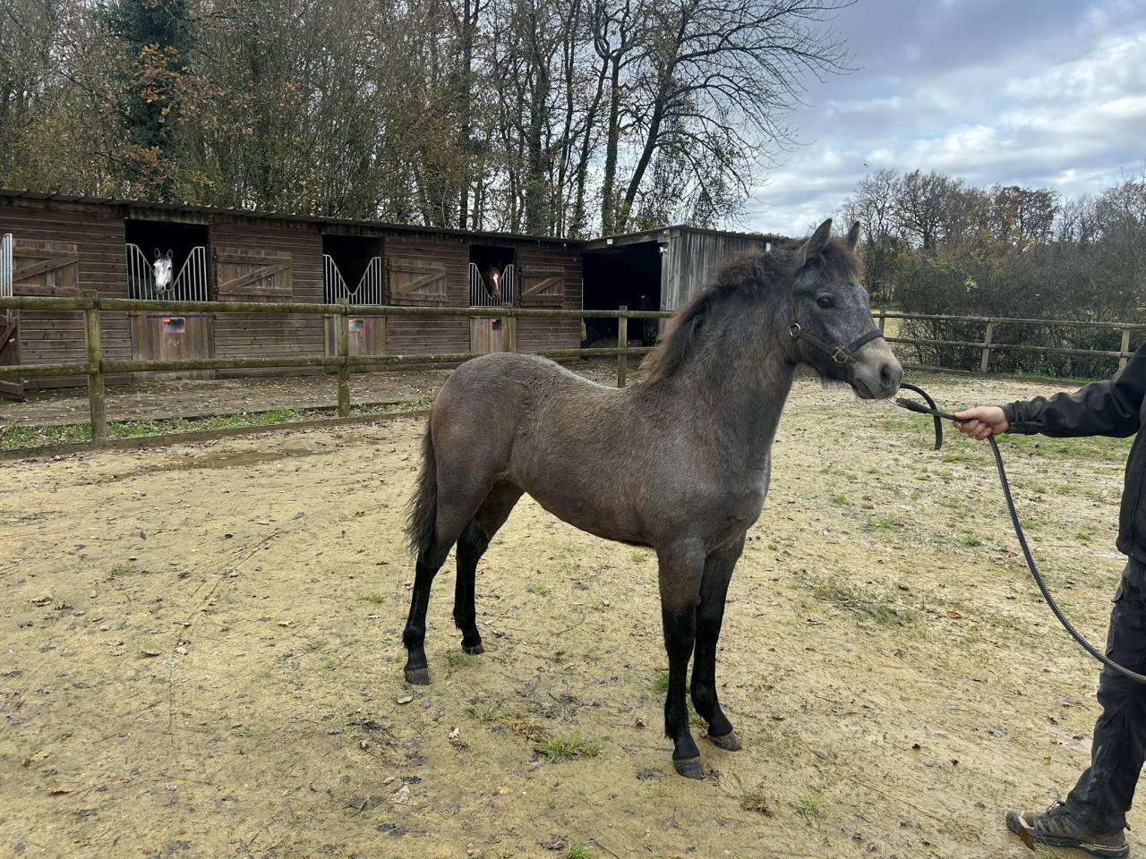 Merrie Franse rijpony PFS Te koop 2025 Schimmel