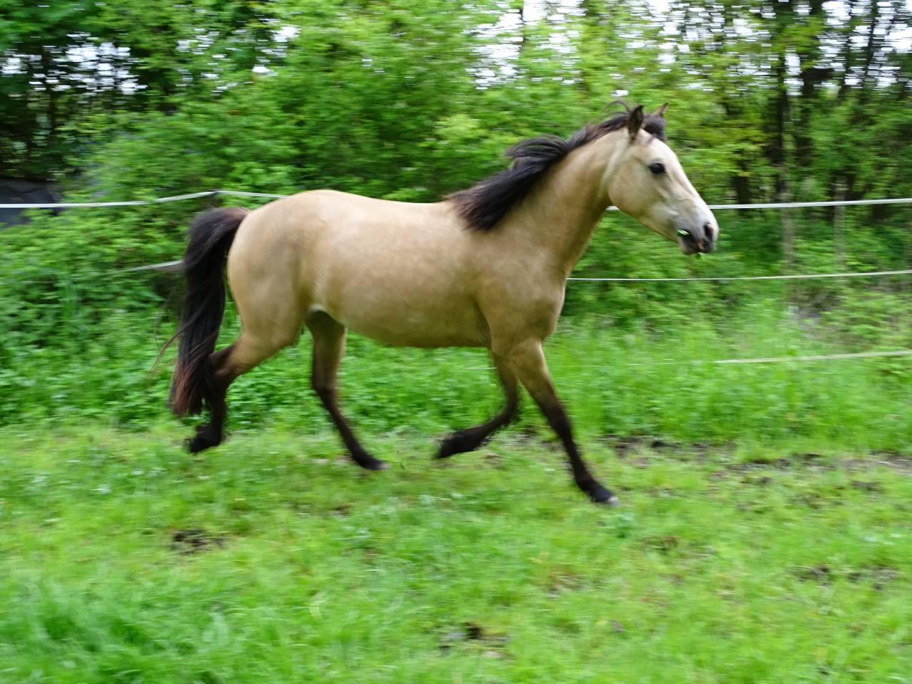 Merrie Welsh Partbred Te koop 2021 Isabel