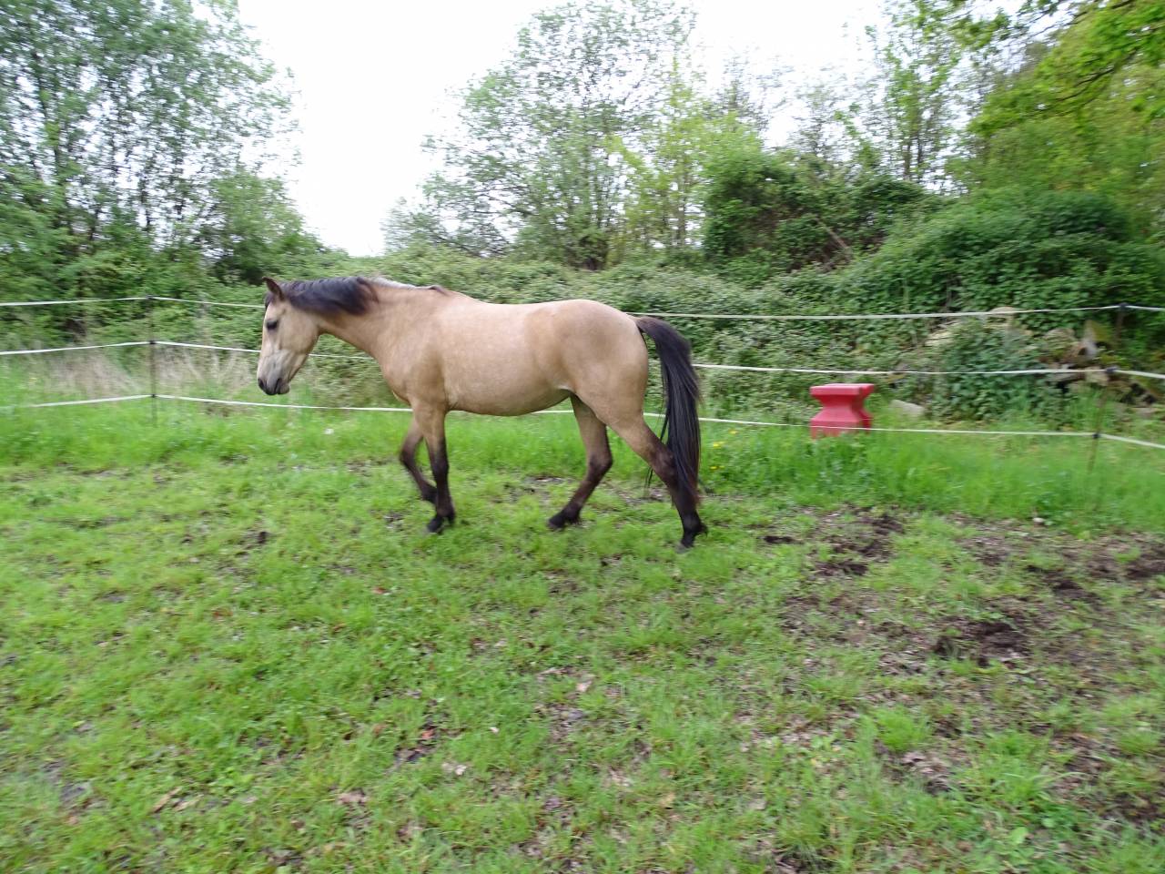 Merrie Welsh Partbred Te koop 2021 Isabel